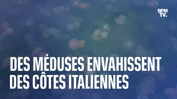 Les images des milliers de méduses qui envahissent la côte de Trieste en Italie