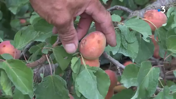 Gard : les abricots ont subi la grêle, les arboriculteurs inquiets