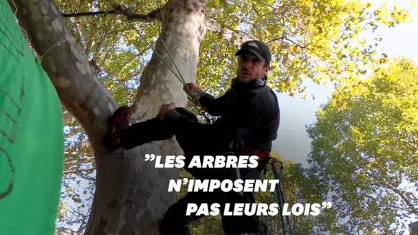 Perché dans un platane à Paris, Thomas Brail explique son combat pour les arbres