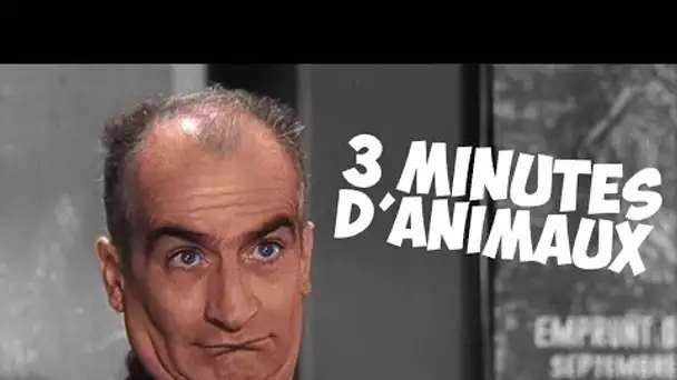 3 minutes d'animaux avec Louis de Funès !