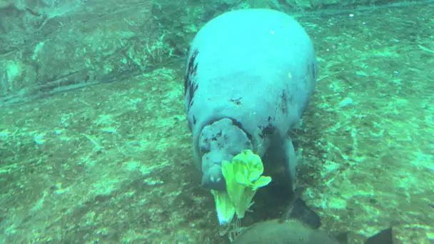 Le nourissage des lamantins au Parc Zoologique de Paris