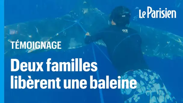 Brésil : le sauvetage rocambolesque d'une baleine par deux familles françaises à bord de leurs voili
