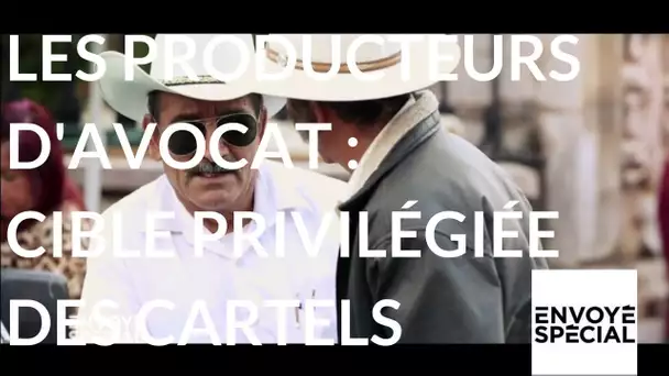 Envoyé spécial. Les cartels régissent la production d'avocat mexicain - 21 sept. 2017 (France 2)