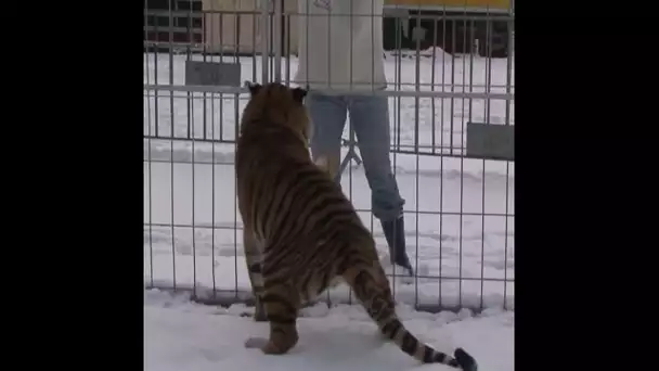 Ne jamais défier l’œil du tigre !
