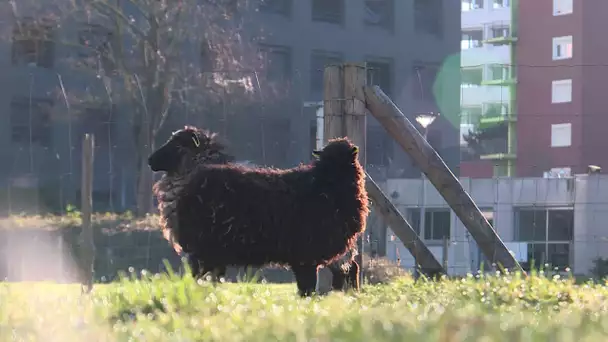 Biodiversité : le retour des moutons en ville à Nantes et dans l'Ouest