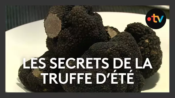 Les secrets de la truffe blanche d'été