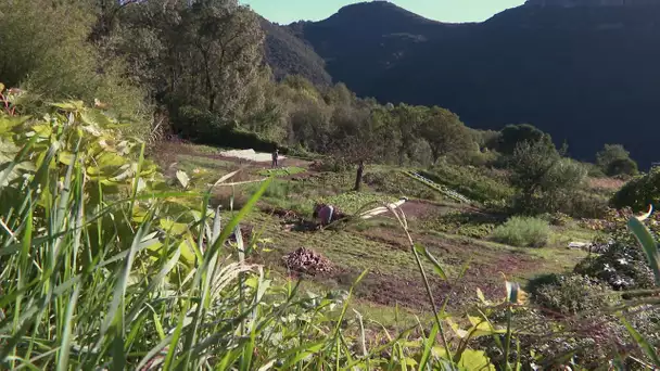 Ad'Oc : un couple de maraîchers bio en Cévennes partage sa passion et son savoir faire sur internet