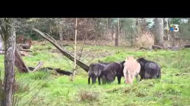 De nouveaux loups noirs sont arrivés