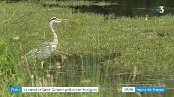 Pollution aux algues dans le canal de St-Quentin