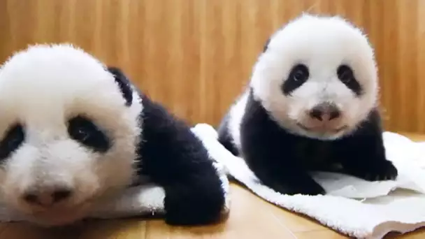 Deux bébés pandas jumeaux sont adoptés ! - ZAPPING SAUVAGE