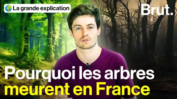 Mais qu'est-ce qui menace les forêts françaises ?