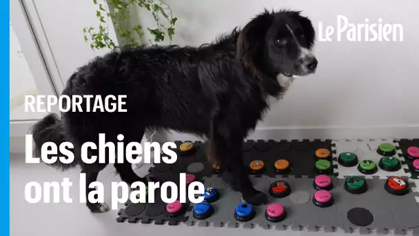 Grace à ces buzzers sonores, les chiens ont enfin la parole