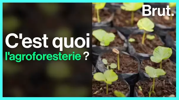 L’agroforesterie  : l’agriculture associée aux arbres