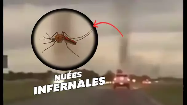Des tornades de moustiques apparaissent en Argentine
