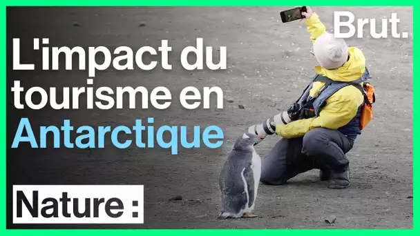 L'impact du tourisme en Antarctique