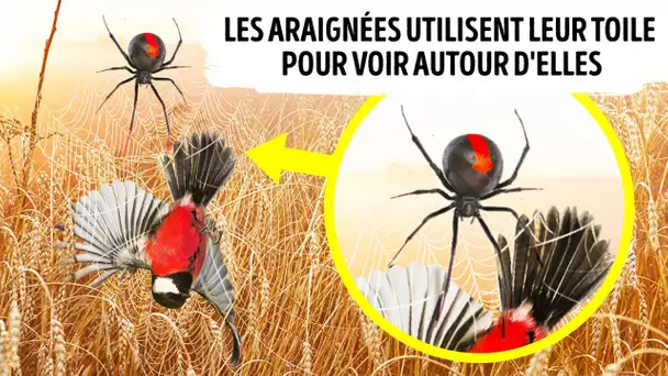 La toile de l’araignée fait partie de son cerveau, et 40 autres faits amusants sur les animaux