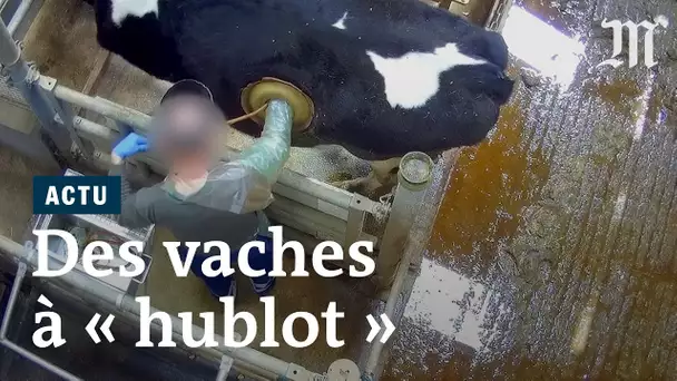 Vaches à "hublots" : L214 filme une pratique ancienne mais débattue