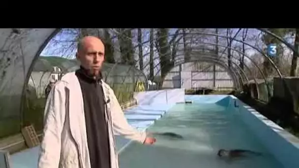 La remise à l&#039;eau de bébés phoques en Manche