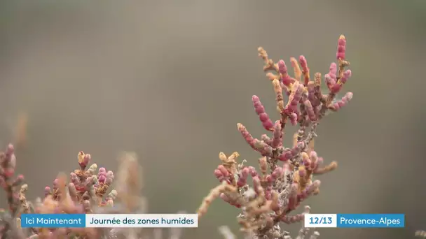 En Camargue, découvrons la station biologique de la Tour du Valat