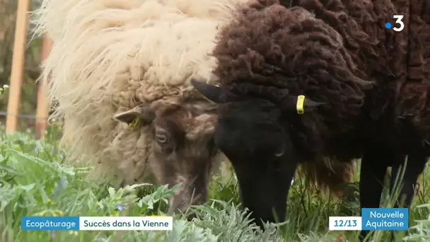 Neuville-de-Poitou : des moutons en éco-pâturage sur une station d'épuration