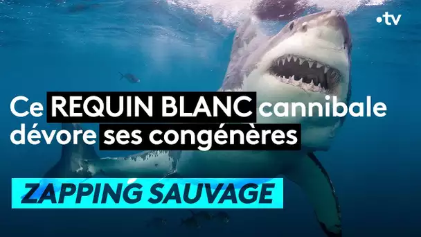 Ce requin blanc cannibale dévore ses congénères  - ZAPPING SAUVAGE