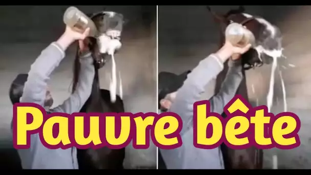 Le cheval de course est obligé de boire une bouteille de champagne après avoir gagné une course ....