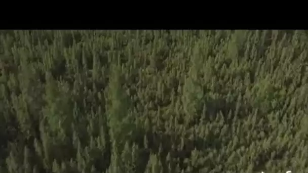 Canada, Fort Mac Murray : forêts