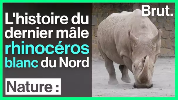 L’histoire de Sudan, dernier mâle rhinocéros blanc du Nord