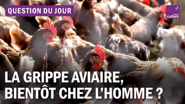 H5N1 : la grippe aviaire peut-elle contaminer les humains ?