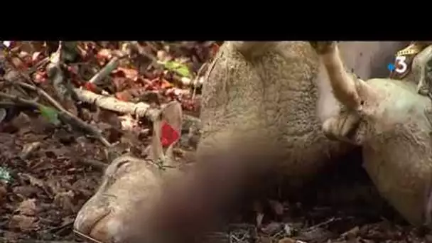 Jura : six brebis tuées dans la forêt du Risoux, une attaque de loup présumée