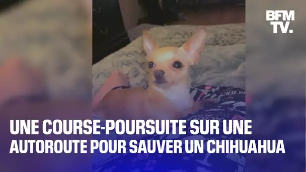 Une course-poursuite sur une autoroute à New York pour rattraper… un chihuahua