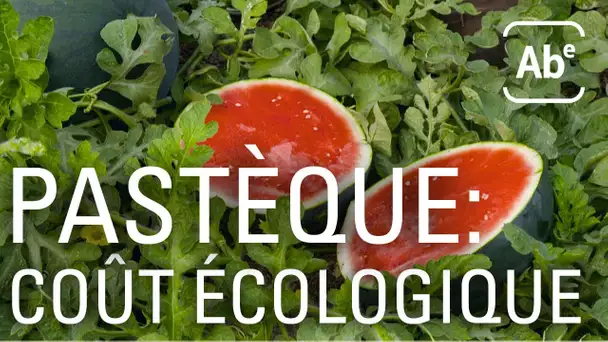 Le coût écologique de la pastèque espagnole. ABE-RTS