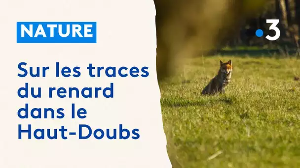 Sur les traces du renard dans le Haut-Doubs