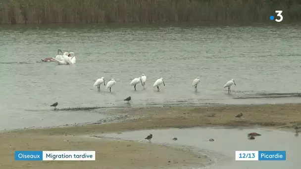 Réchauffement climatique : quand les températures douces retardent la migration des oiseaux