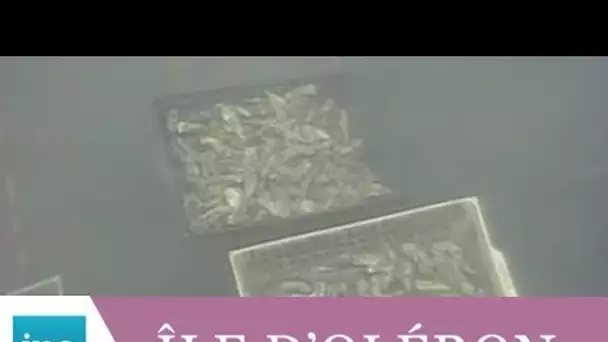 Les huîtres de Marennes contaminées par une algue toxique - Archive INA