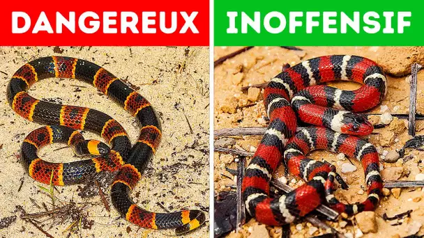 18 Serpents Dangereux que tu ne Dois pas Regarder si tu les Rencontres