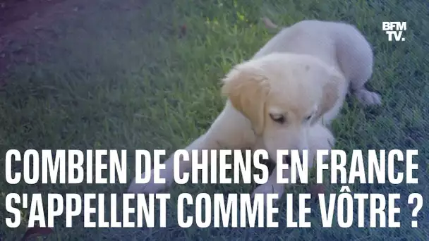 Le top 10 des noms de chiens les plus donnés en France en 2022
