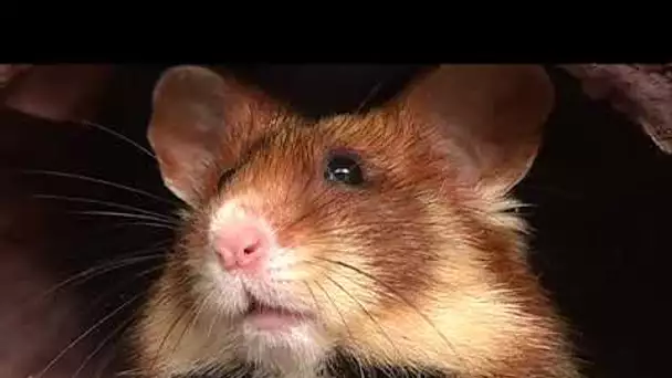 Naissances de hamsters au Naturoparc d&#039;Hunawihr