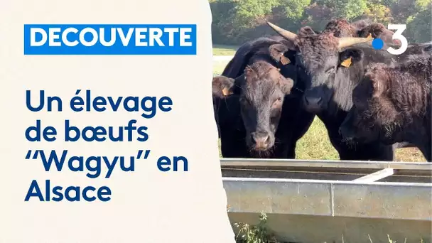 Rund Um : Des Wagyus en Alsace