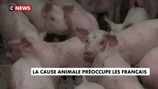 La cause animale préoccupe les Français
