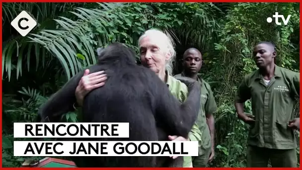 Jane Goodall, les chimpanzés lui disent merci - L’Oeil de Pierre - C à Vous - 14/12/2023