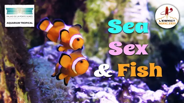 Le sexe chez les poissons - L'Esprit Sorcier