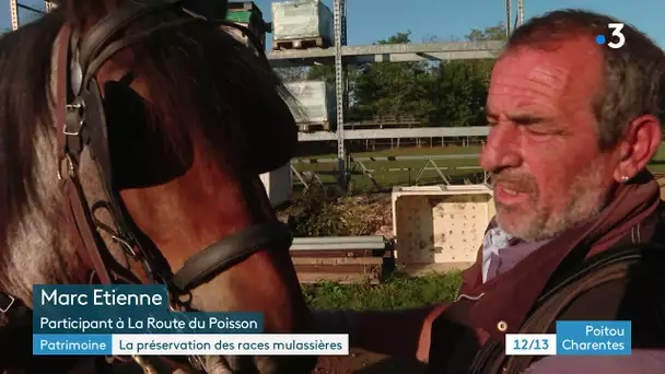 Les races mulassières en Poitou-Charentes