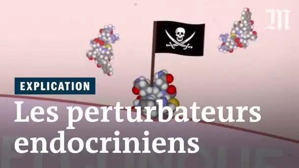 Comment fonctionnent les perturbateurs endocriniens ?