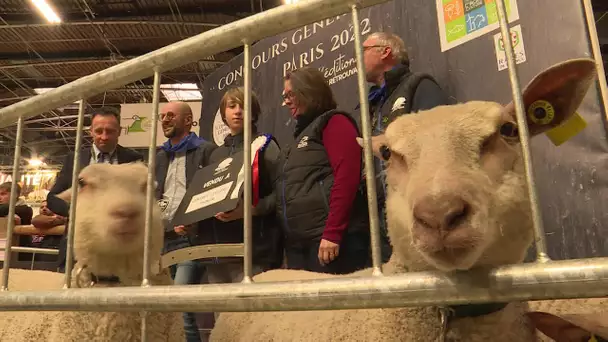 Salon de l'agriculture : vente aux enchères des agneaux Poitou-Charentes