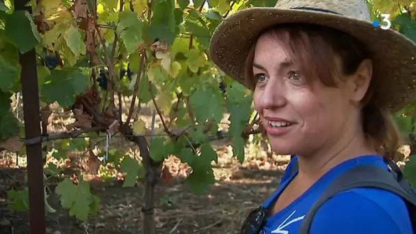 Hérault : des vendanges solidaires à Villeneuve-les-Maguelone pour faire découvrir la viticulture