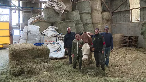 Salon de l'agriculture de Paris : Des Montbéliardes se préparent au départ !