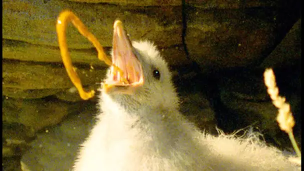 Cet oiseau vomit sur un homme pour se défendre ! - ZAPPING SAUVAGE