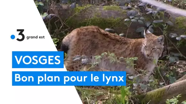 Plan national de protection du lynx boreal: exemple dans les Vosges