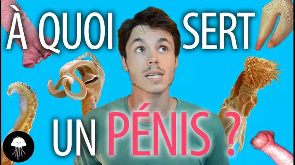 À quoi sert un pénis ? - DBY #12